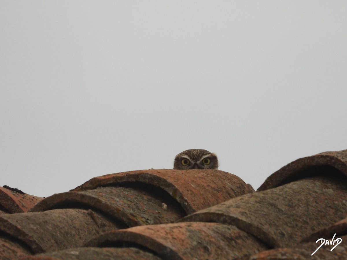 Mozolo arrunta - ML644472629