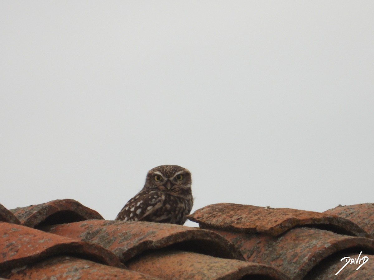 Mozolo arrunta - ML644472630