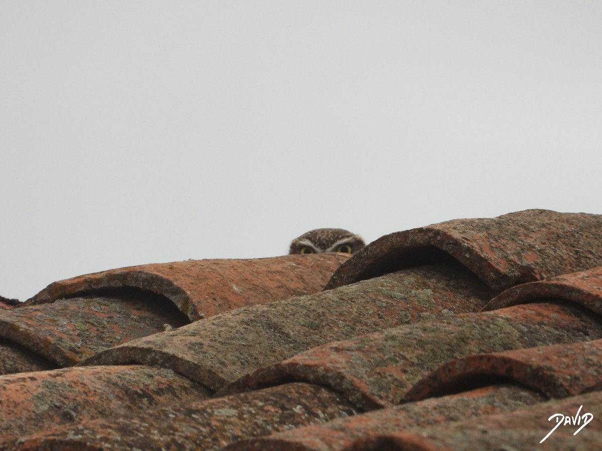 Mozolo arrunta - ML644472631