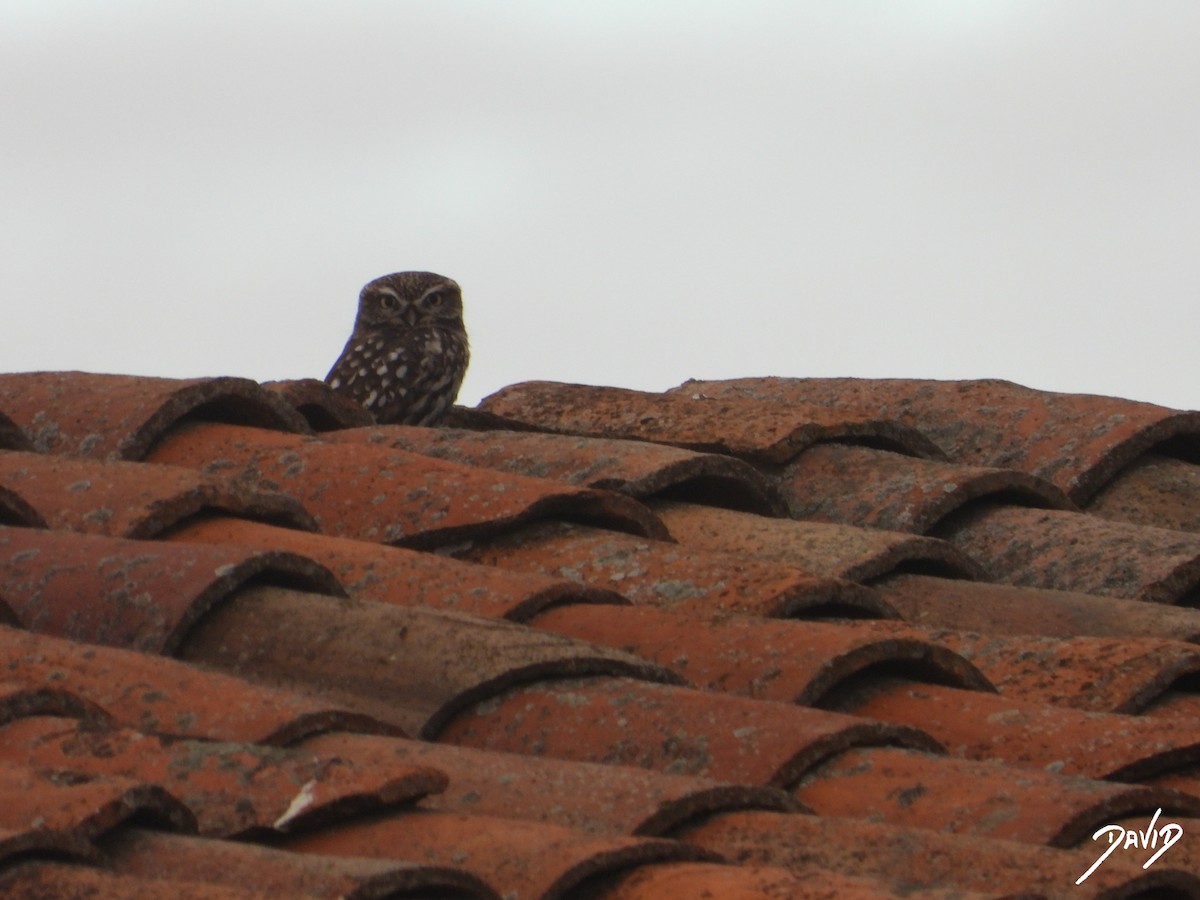 Mozolo arrunta - ML644472632