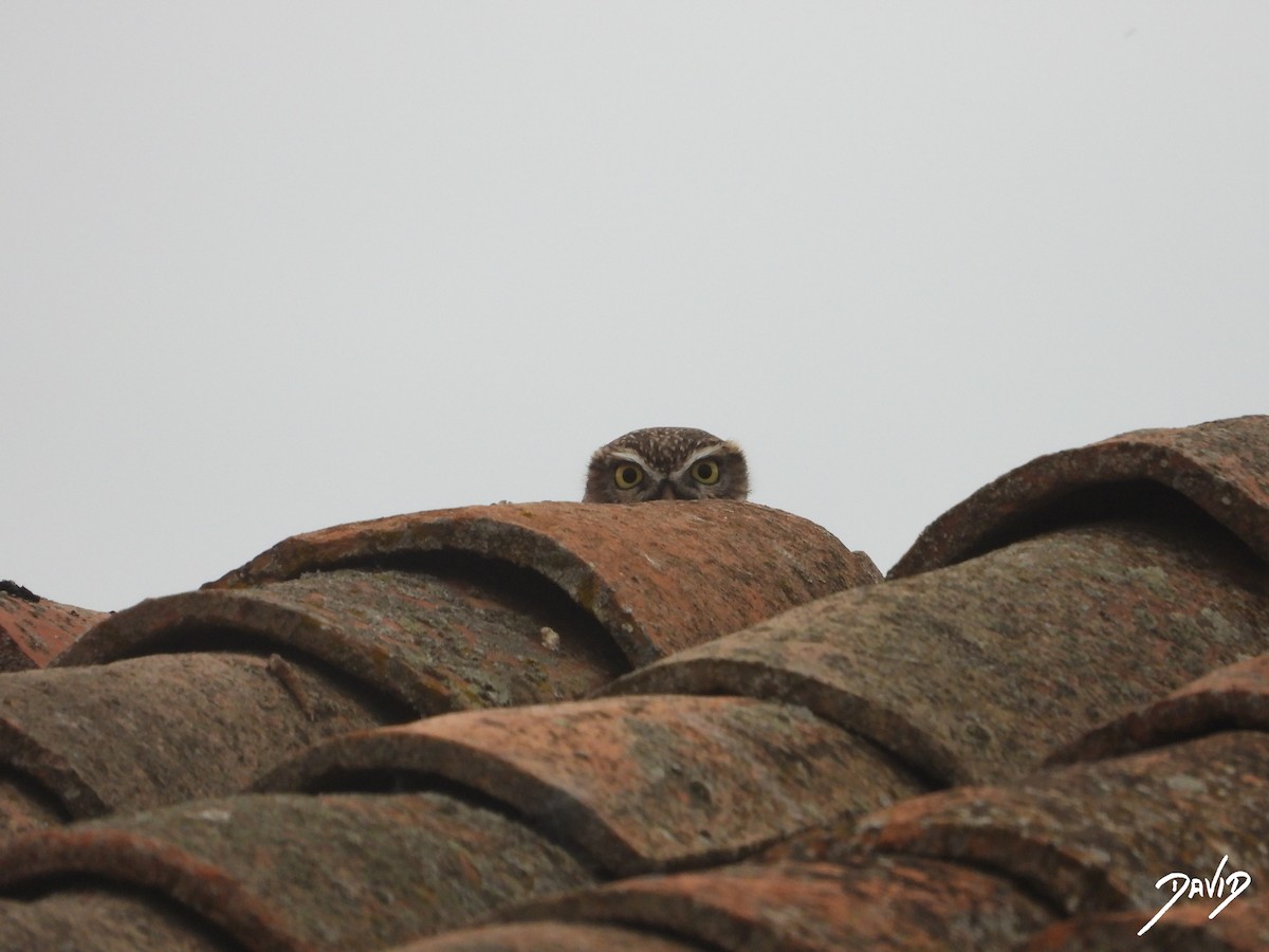 Mozolo arrunta - ML644472633