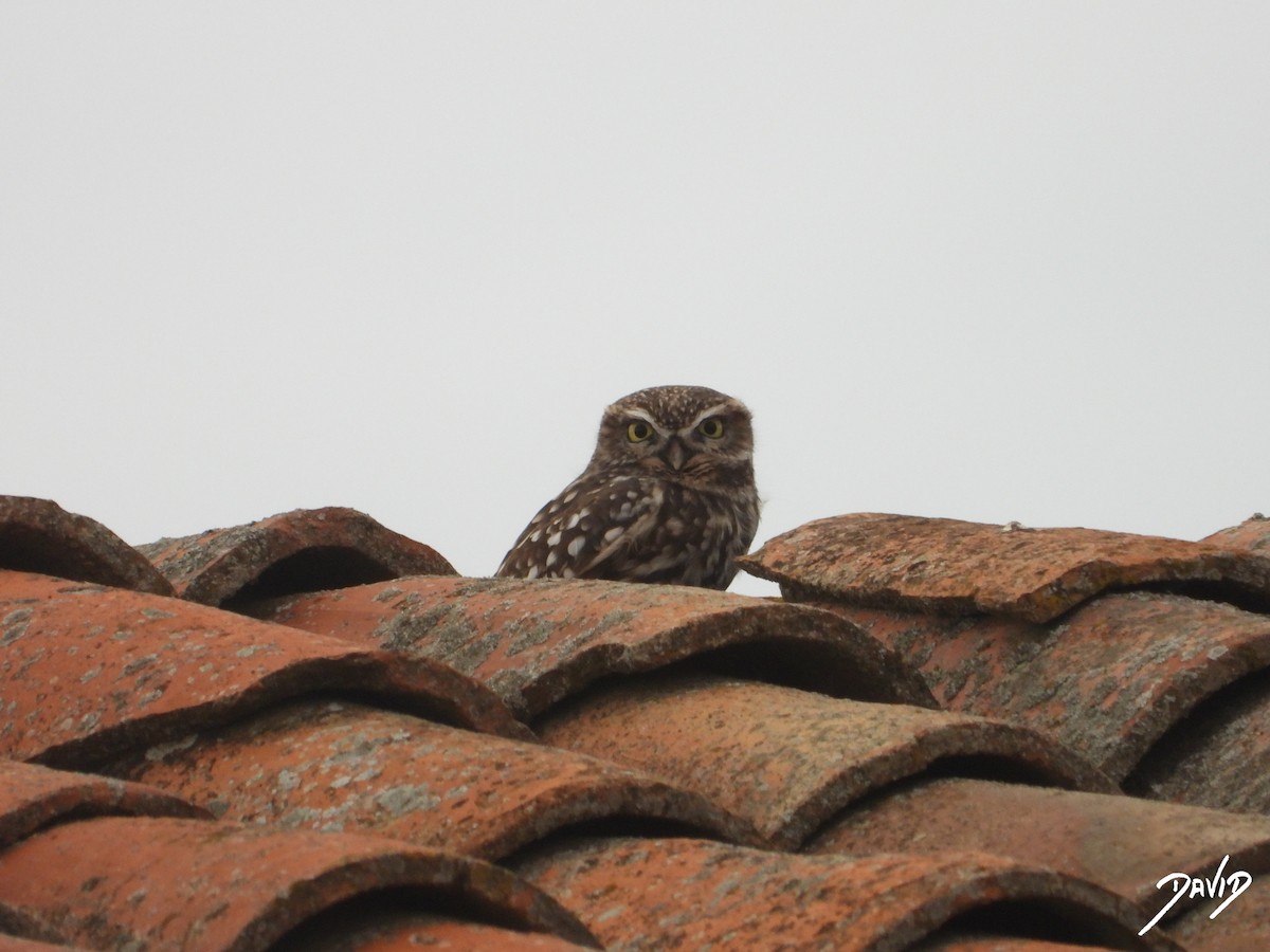 Mozolo arrunta - ML644472634