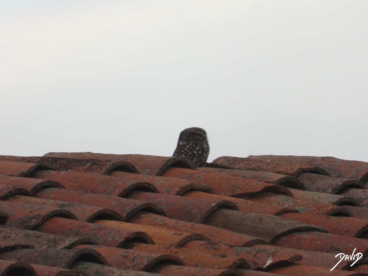 Mozolo arrunta - ML644472635