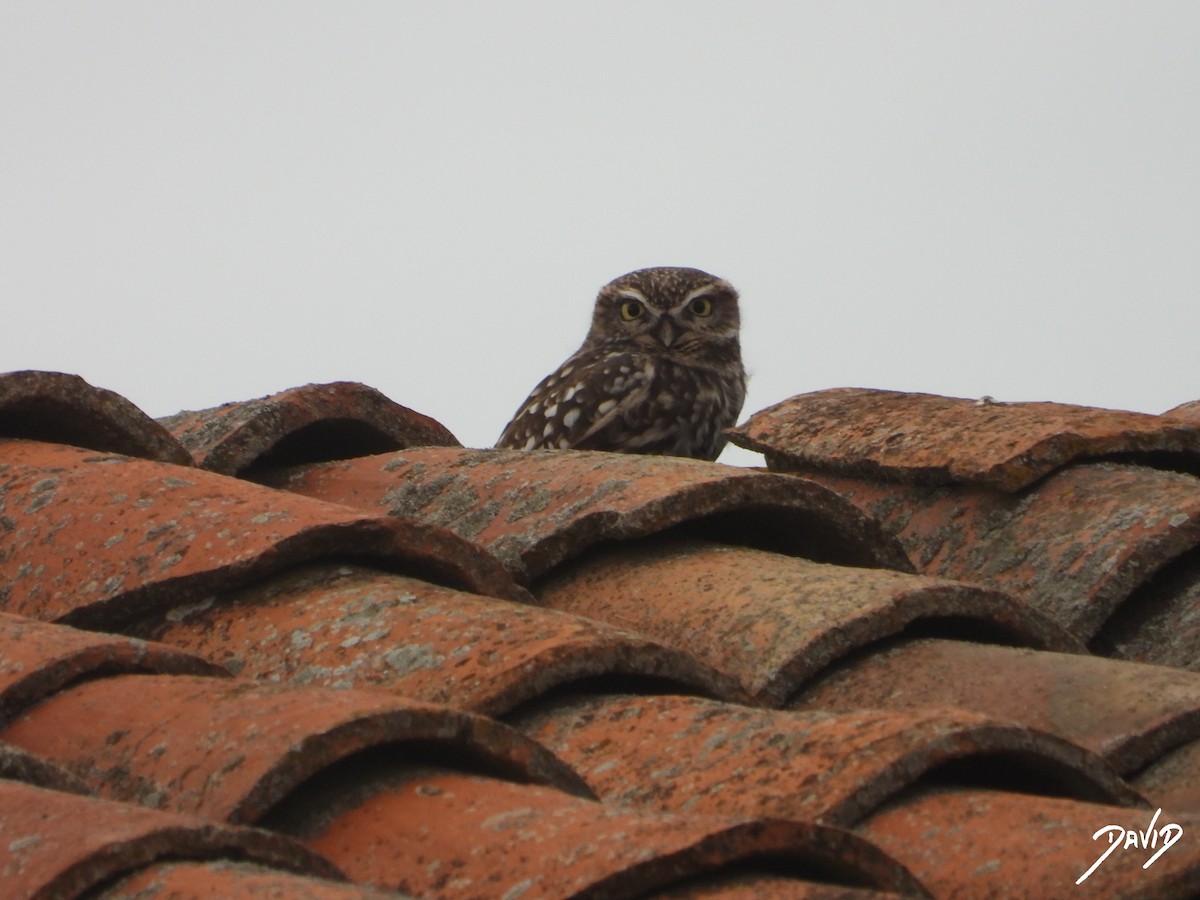 Mozolo arrunta - ML644472638