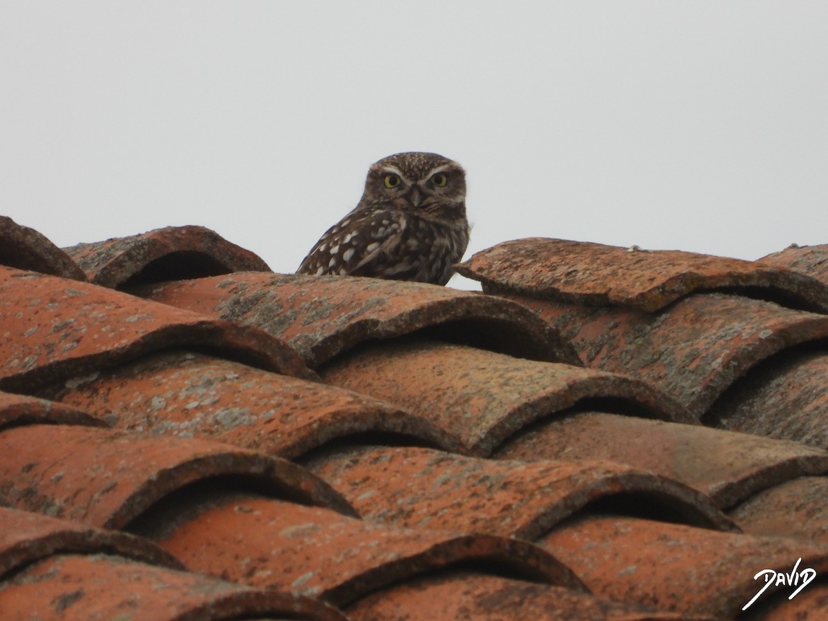 Mozolo arrunta - ML644472639