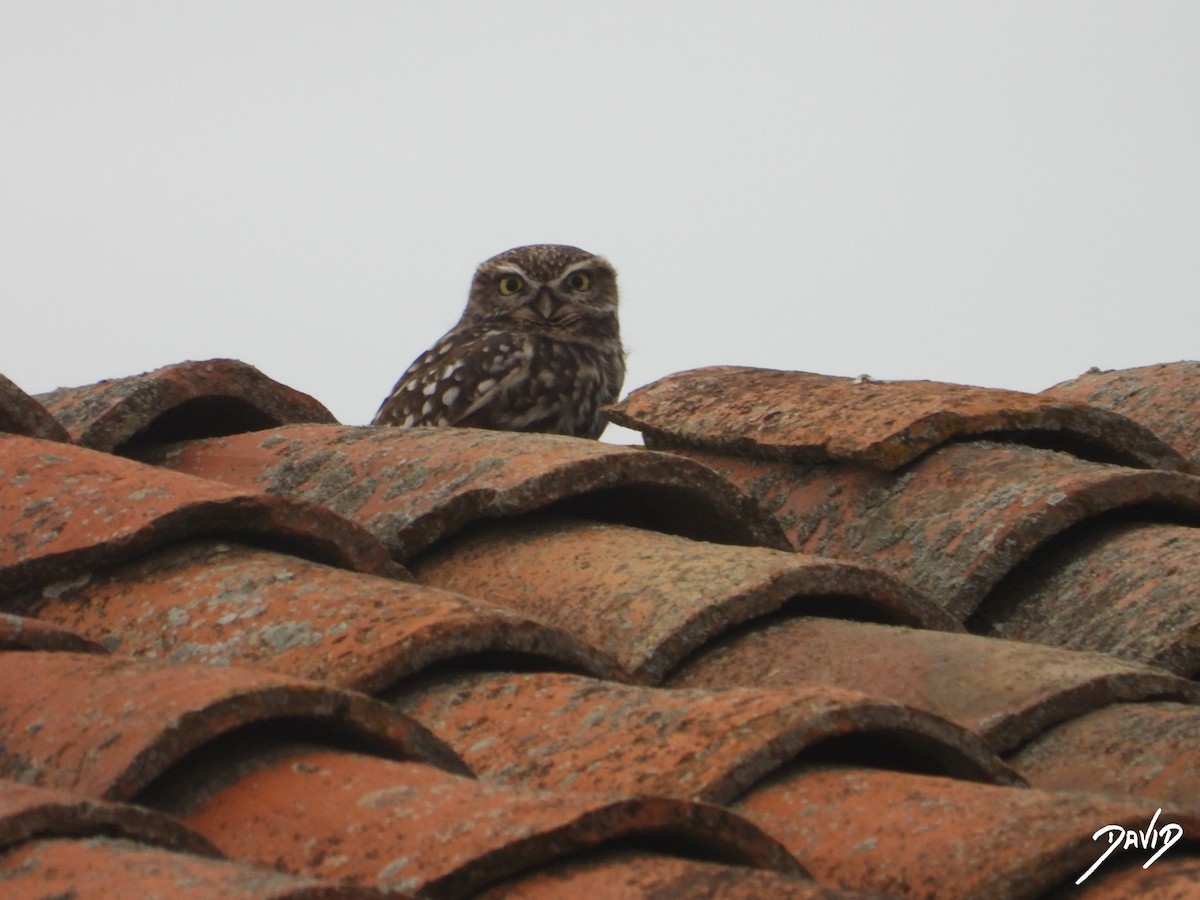 Mozolo arrunta - ML644472640