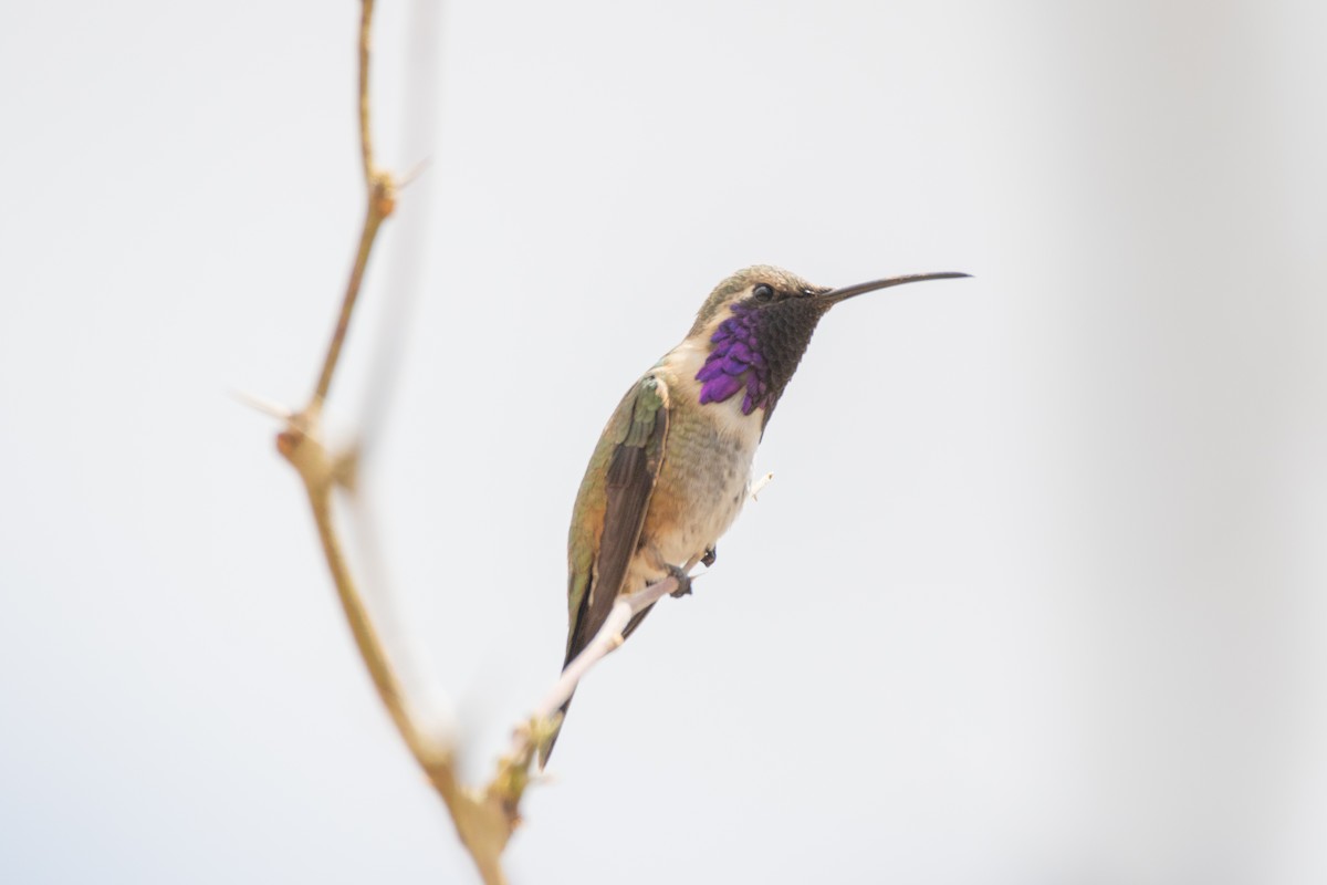 Colibri lucifer - ML644472643