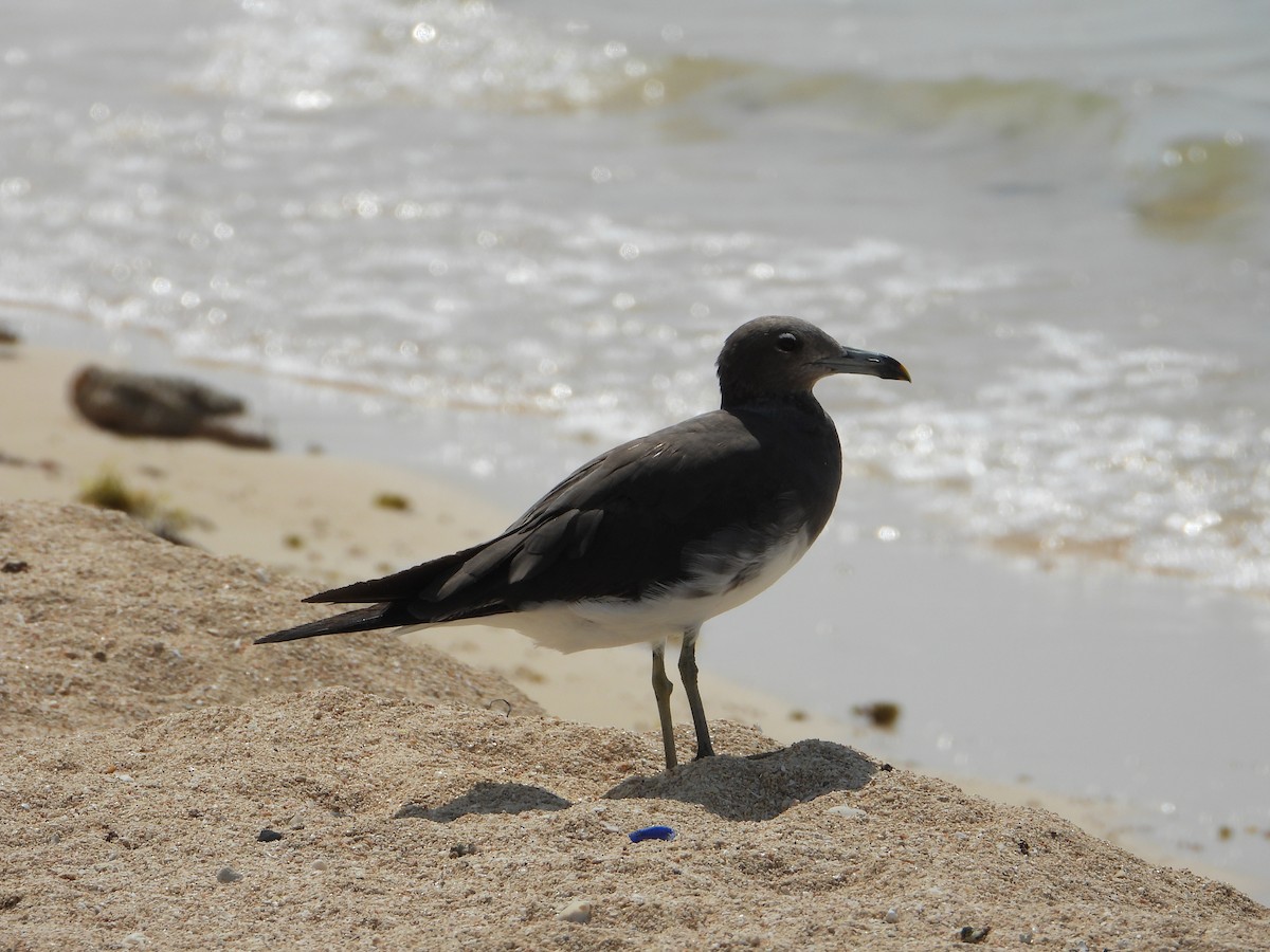 ススケカモメ - ML644472646