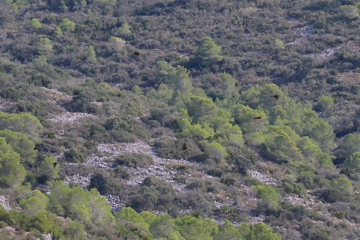 צלוב-מקור אדום - ML644472647