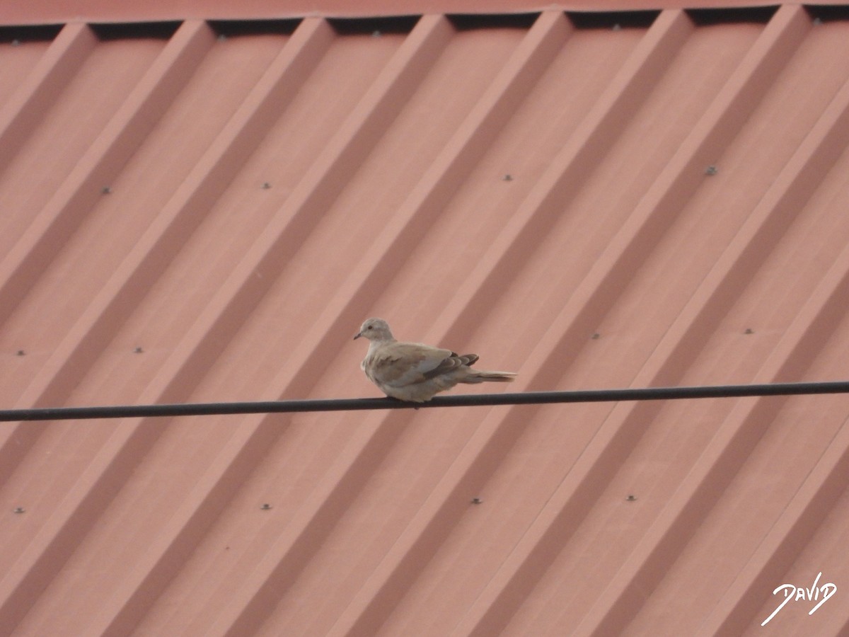 hrdlička zahradní - ML644472662