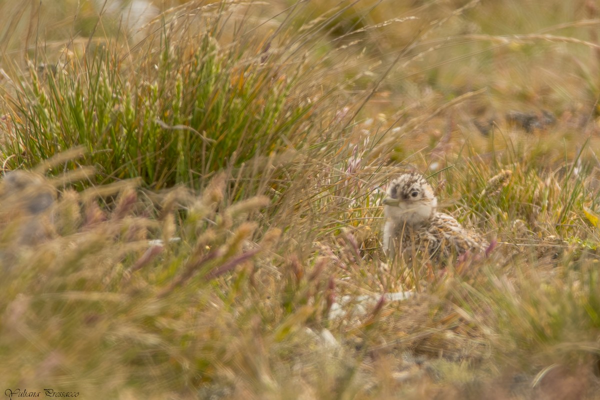 Least Seedsnipe - ML644472668