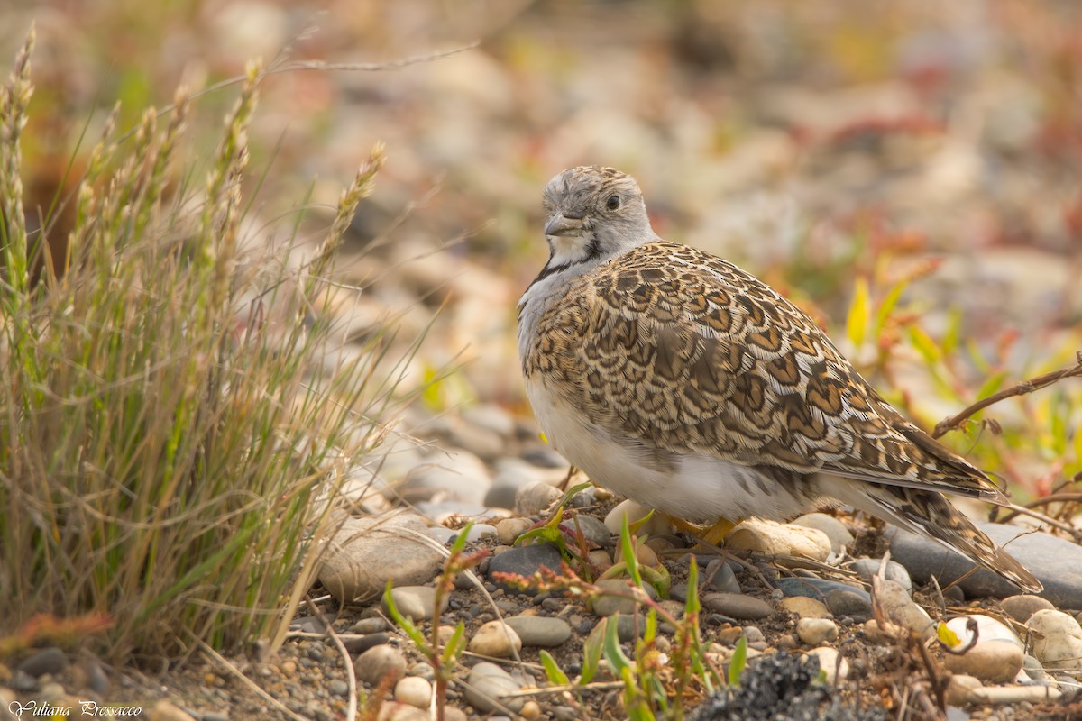 Least Seedsnipe - ML644472669