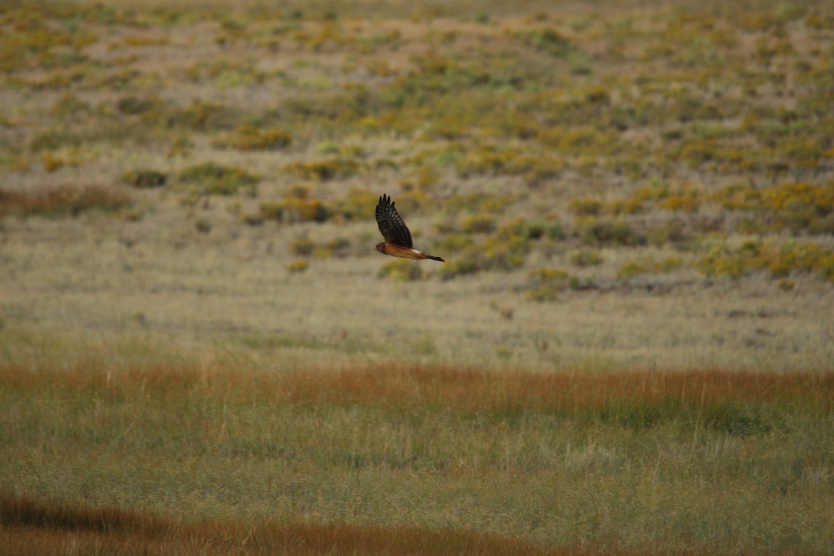 Northern Harrier - ML644472681