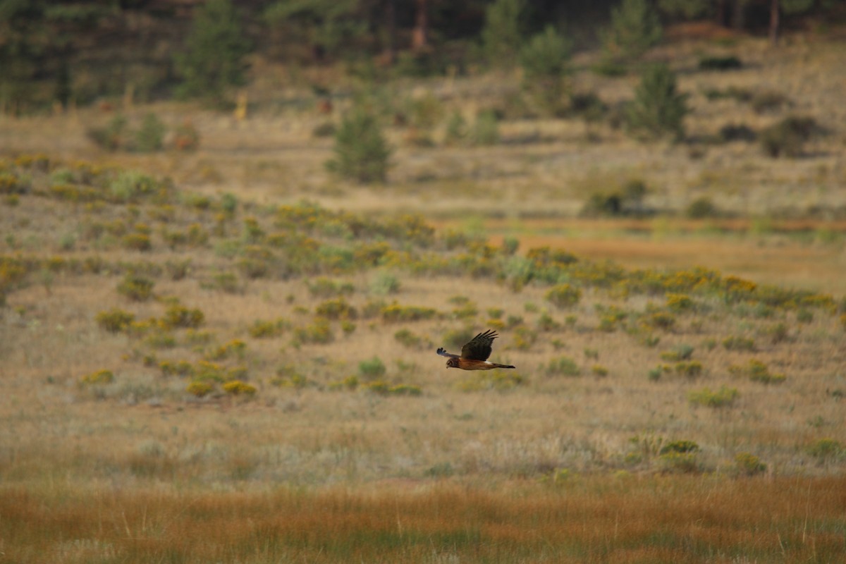 Northern Harrier - ML644472682