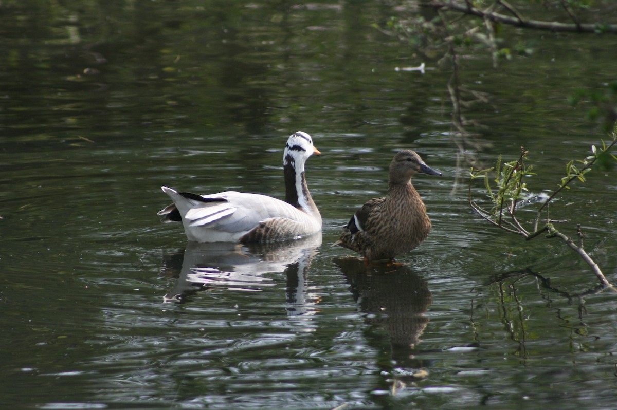 Гуска гірська - ML644472695