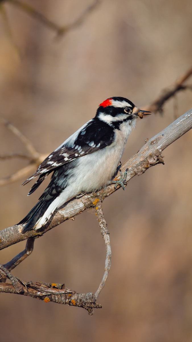 Downy Woodpecker - ML644472703