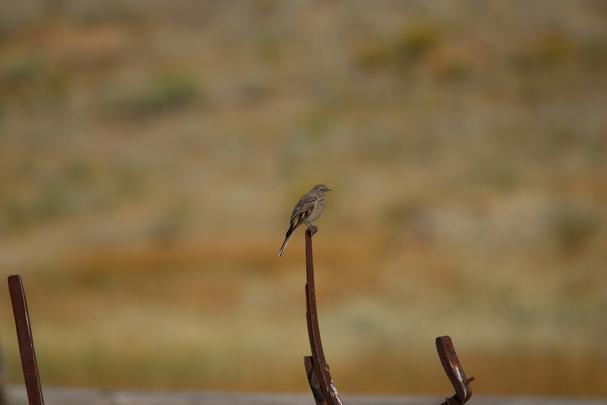 Townsend's Solitaire - ML644472714