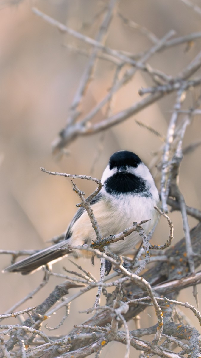 Amerika Baştankarası - ML644472725