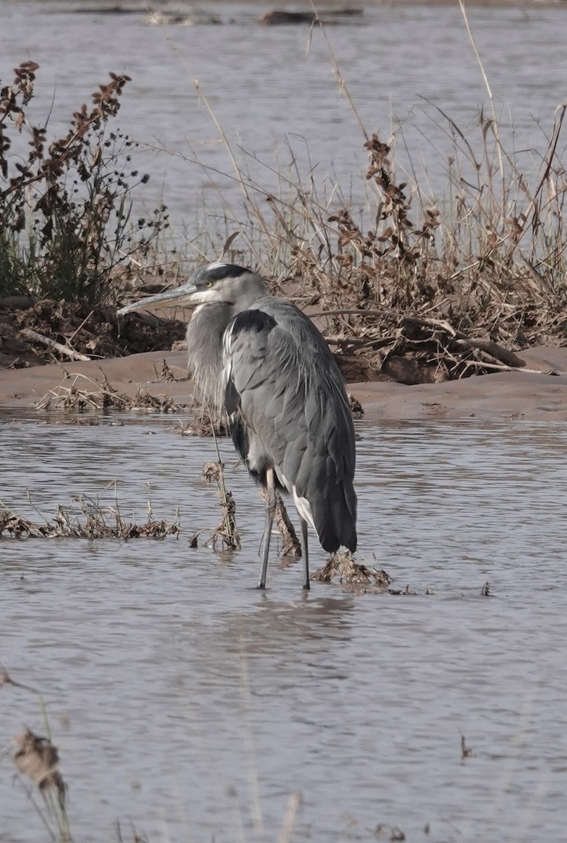 Great Blue Heron - ML644472728