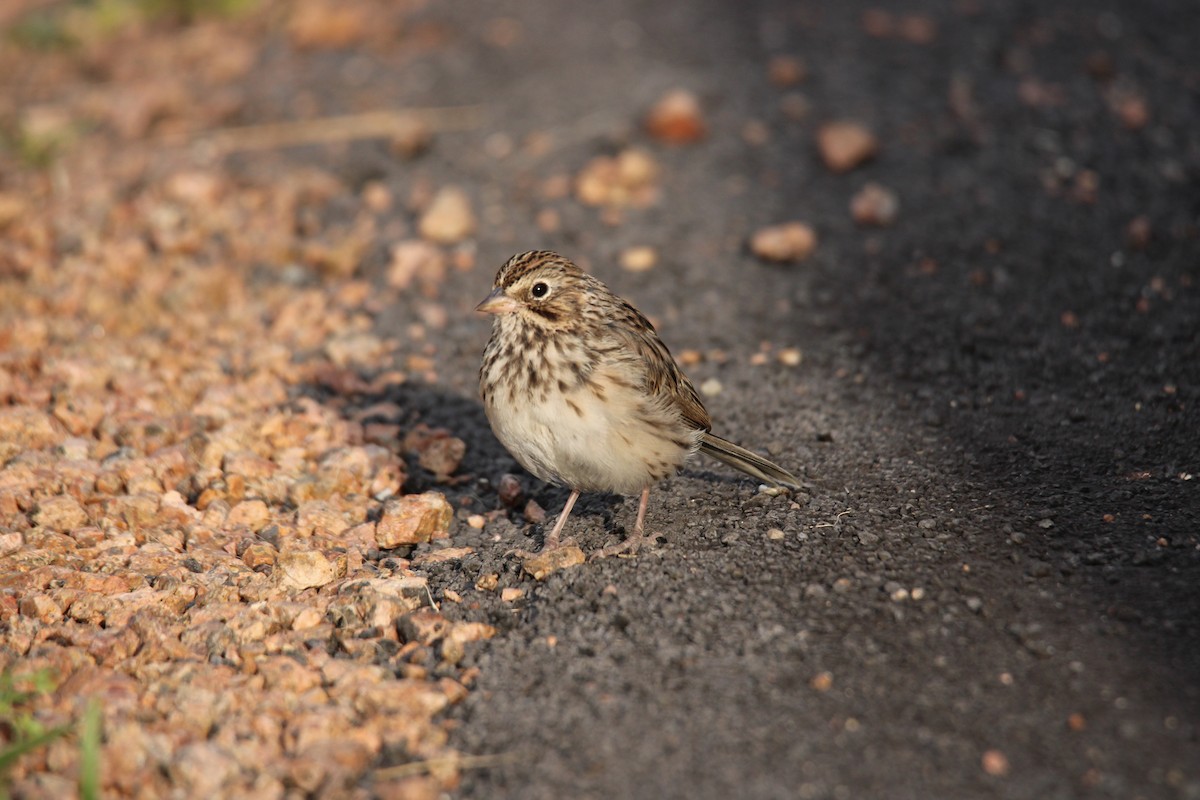 Vesper Sparrow - ML644472731