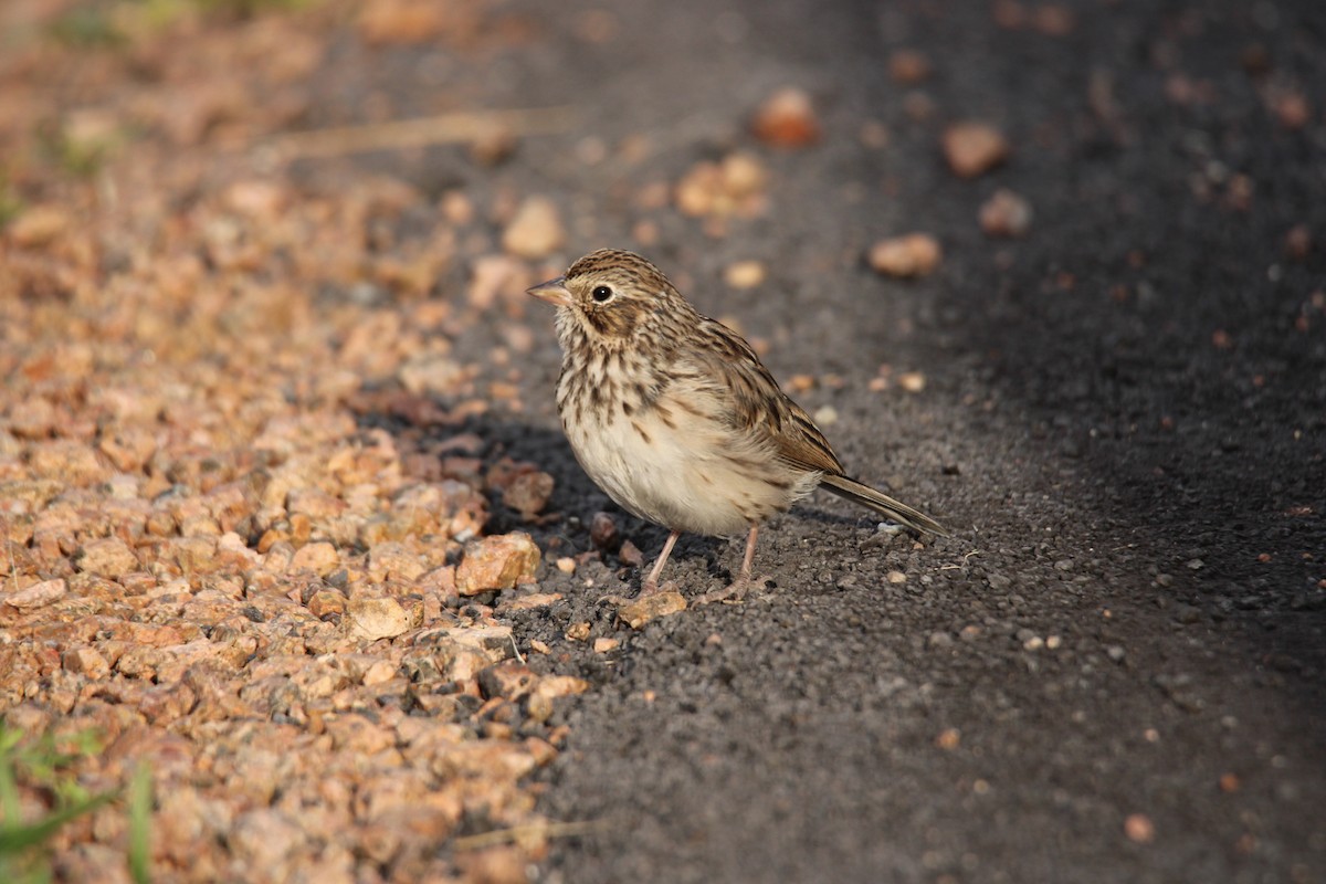 Vesper Sparrow - ML644472732