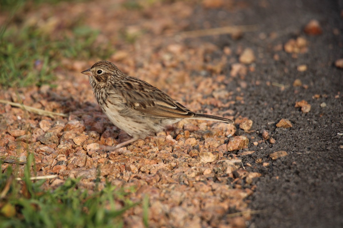 Vesper Sparrow - ML644472734