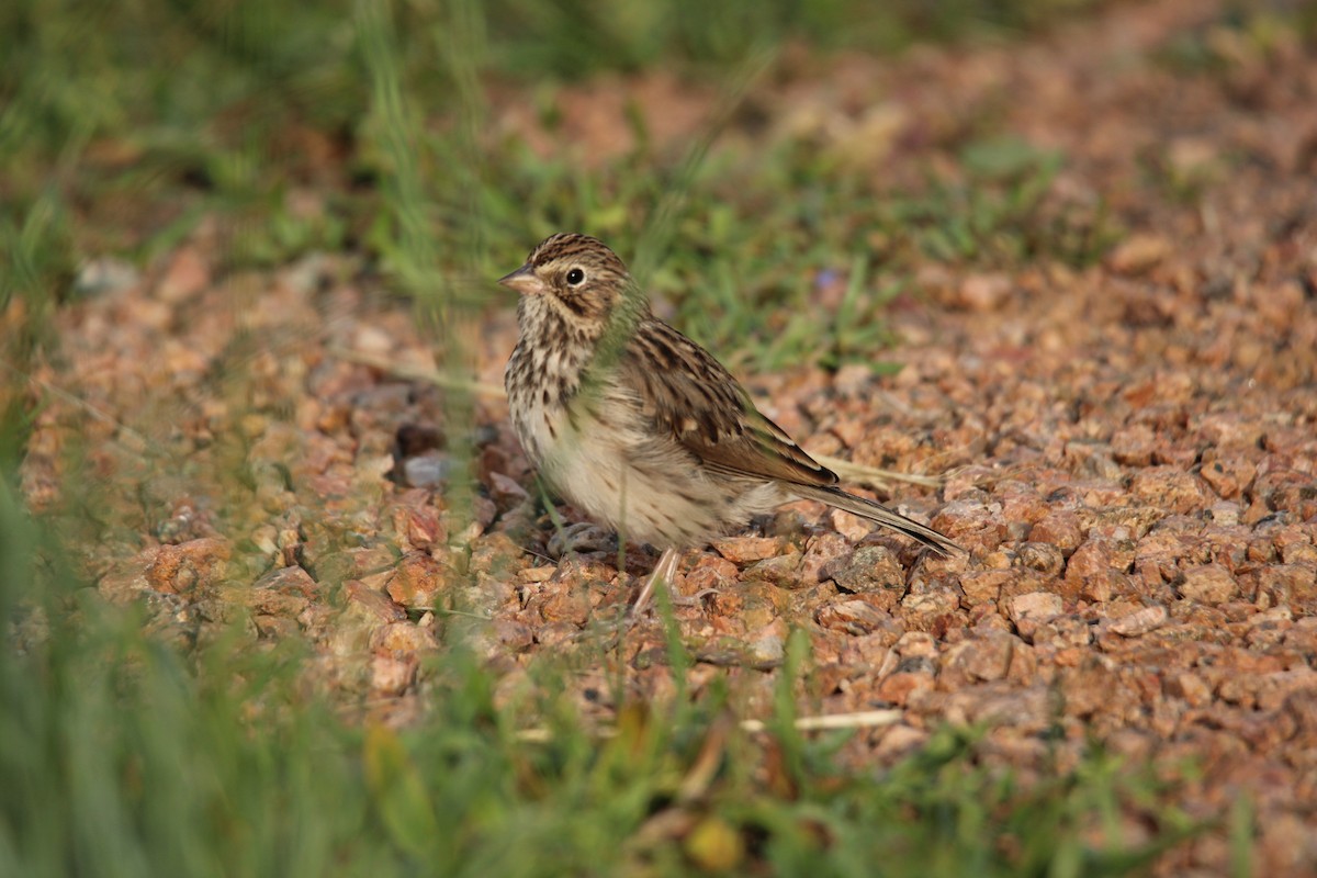 Vesper Sparrow - ML644472735