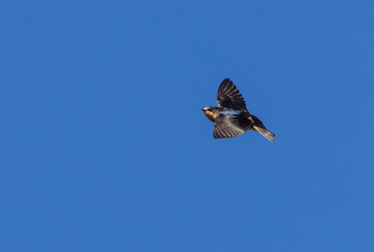 Barn Swallow - ML644472749