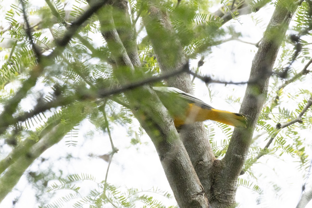 Мексиканский трупиал - ML644472751