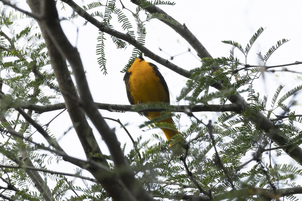 Мексиканский трупиал - ML644472753