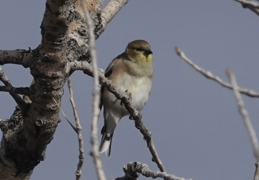 American Goldfinch - ML644472758