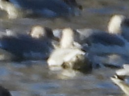 アイスランドカモメ - ML644472759