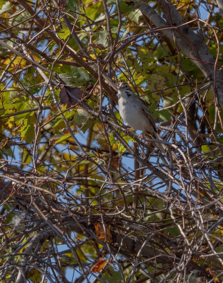 Lark Sparrow - ML644472769