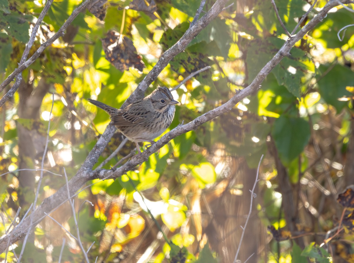 Lincoln's Sparrow - ML644472772