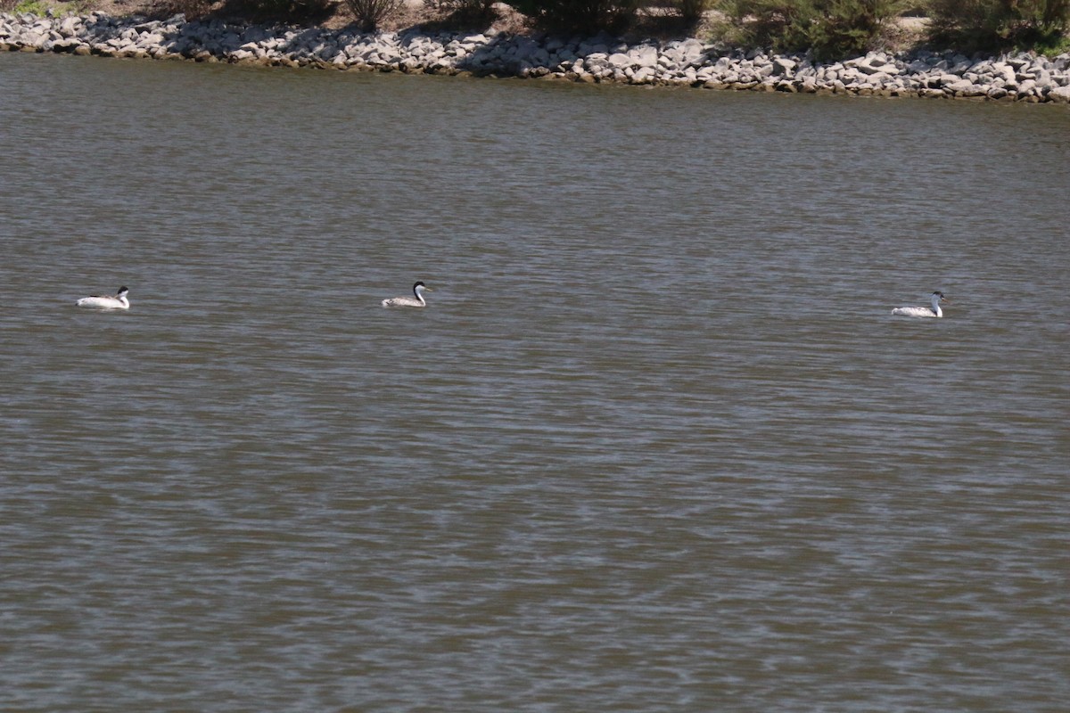 クビナガカイツブリ - ML644472776