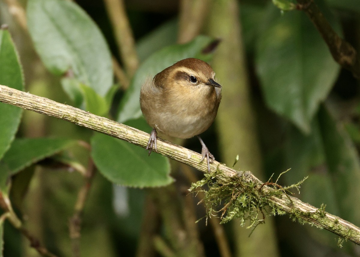 Mountain Wren - ML644472796