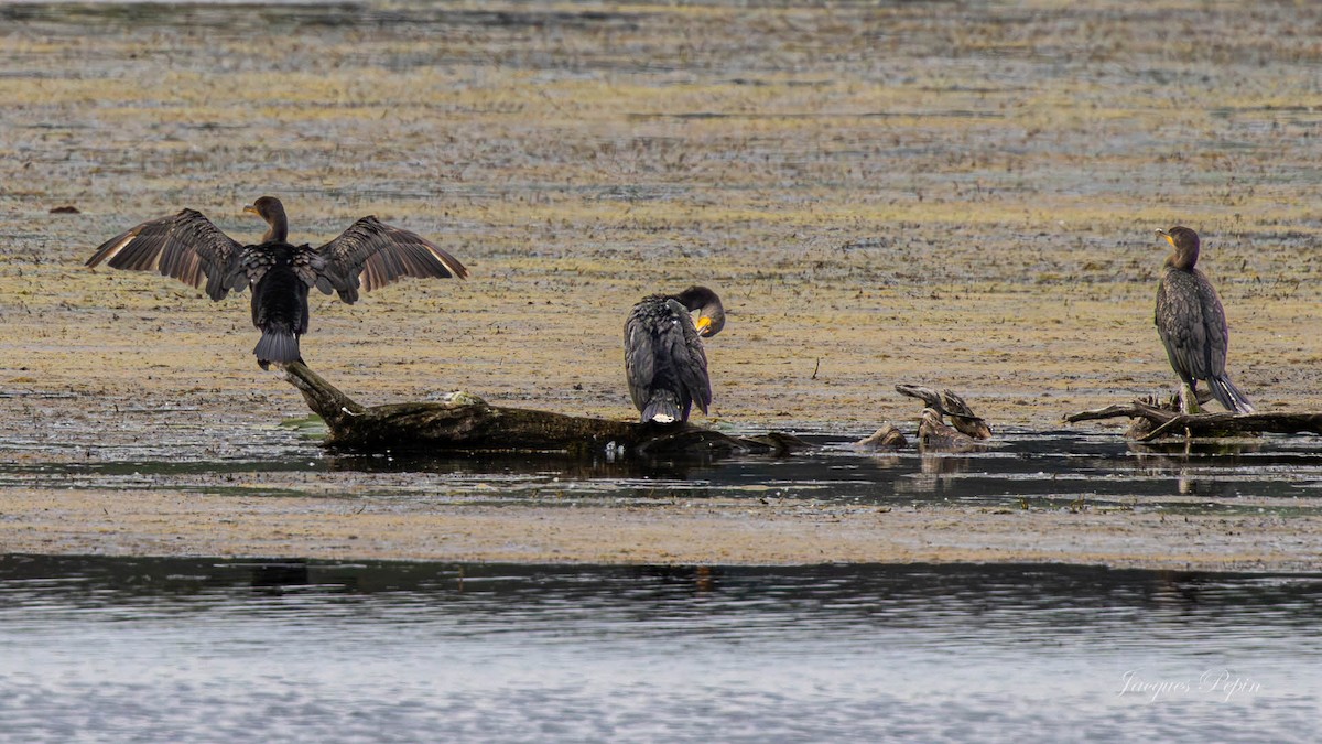 Double-crested Cormorant - ML644472797
