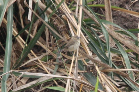 Blue-black Grassquit - ML644472800