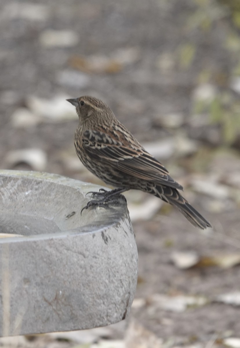 Red-winged Blackbird - ML644472801