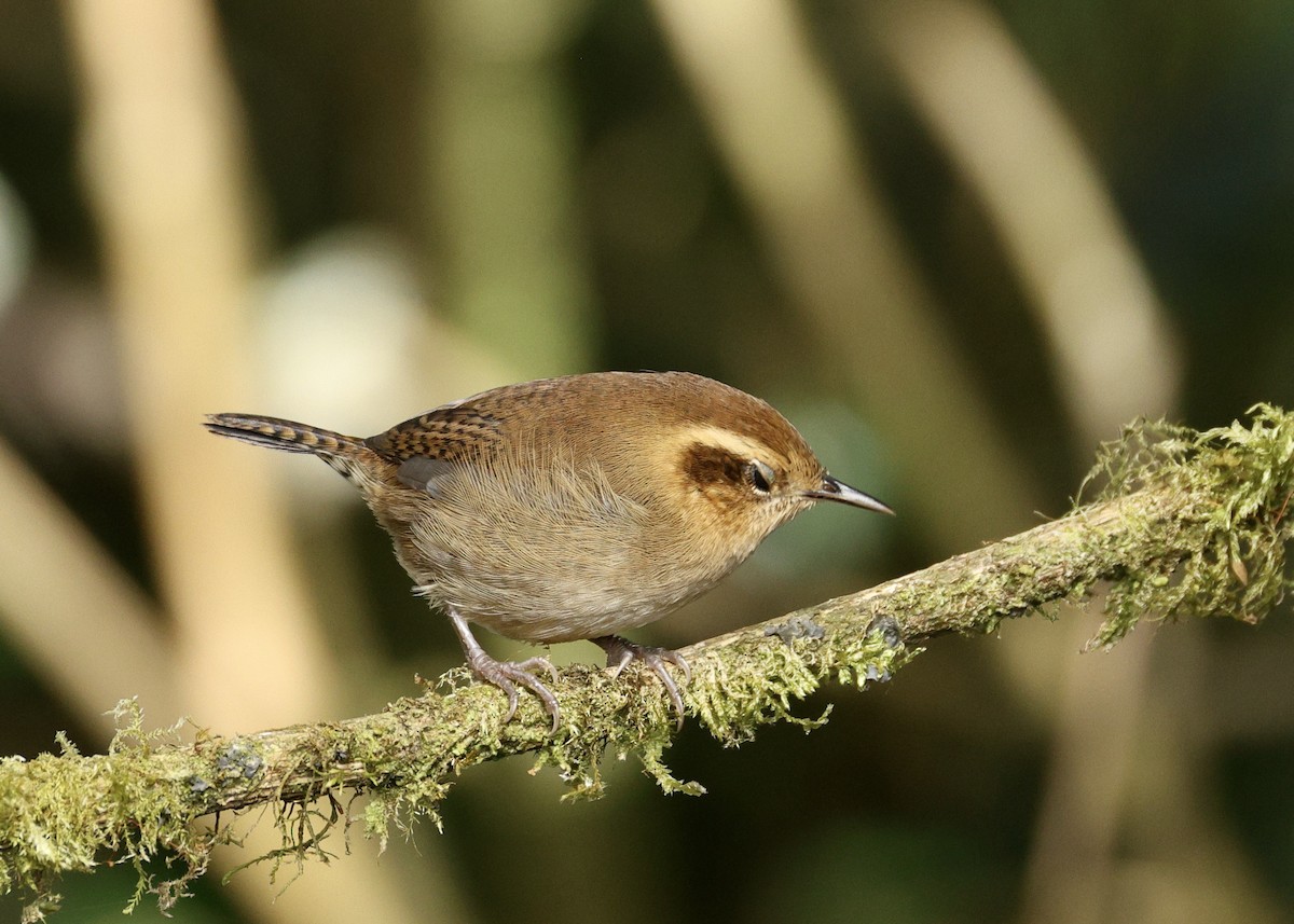 Mountain Wren - ML644472802