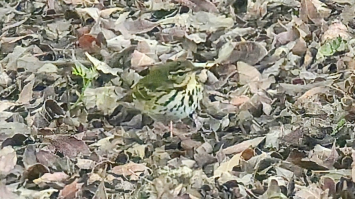 Olive-backed Pipit - ML644472813