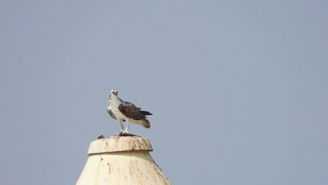 Balbuzard pêcheur - ML644472815
