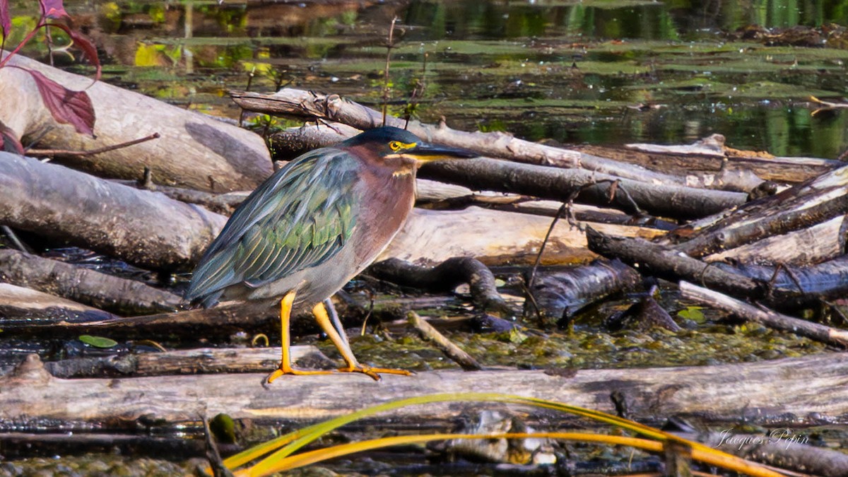 grønnrygghegre - ML644472817