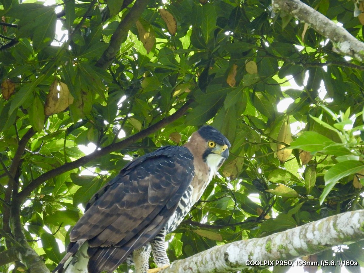 Prachtadler - ML644472819