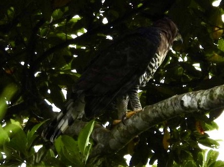 Prachtadler - ML644472820