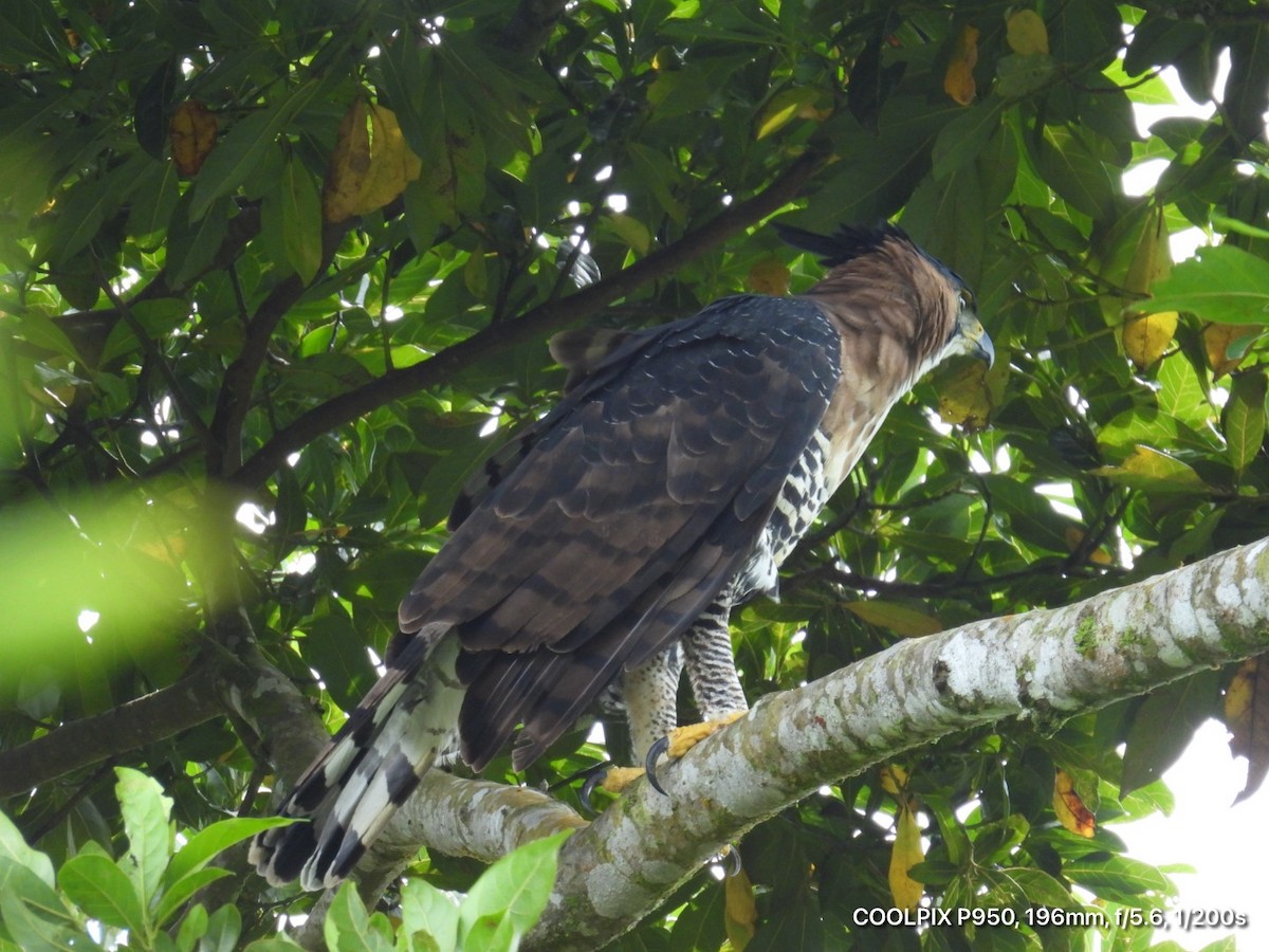 Prachtadler - ML644472821