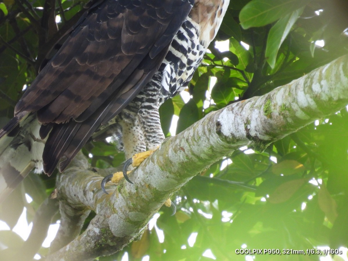 Prachtadler - ML644472822