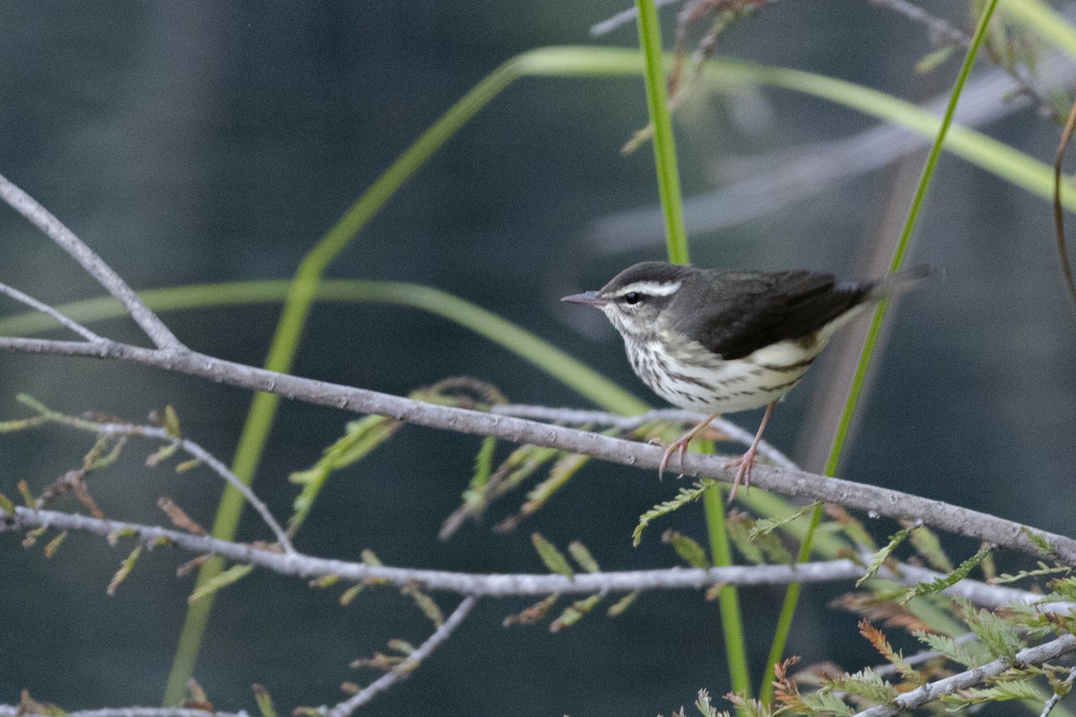 ミナミミズツグミ／キタミズツグミ - ML644472831