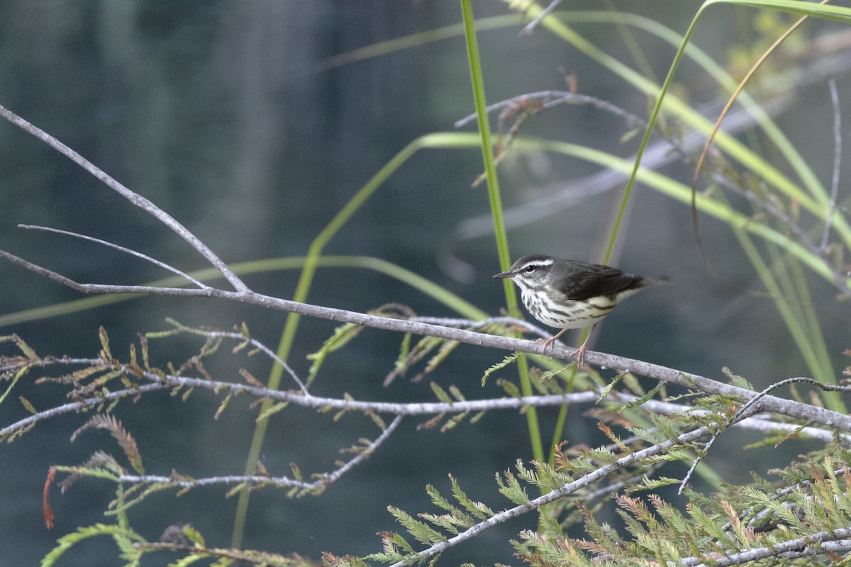 ミナミミズツグミ／キタミズツグミ - ML644472832