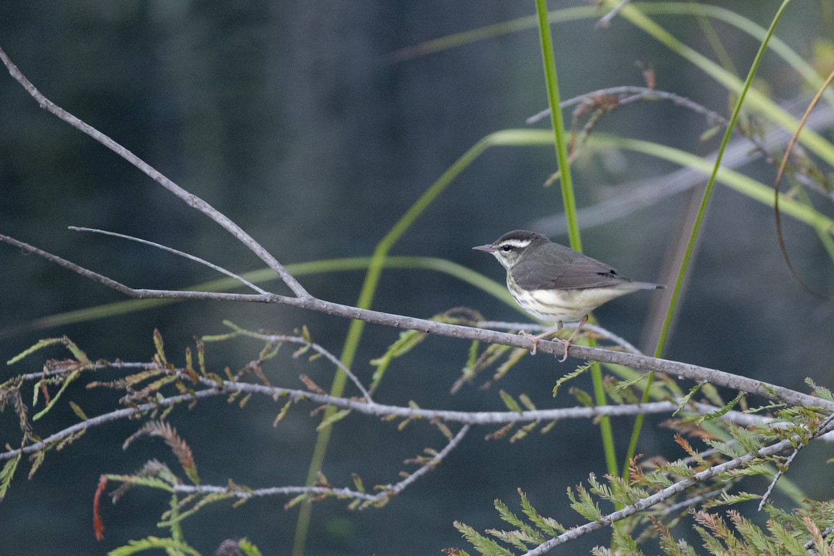 ミナミミズツグミ／キタミズツグミ - ML644472833